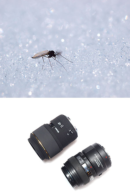 ユスリカ（Sigma105mmF2.8DGマクロ）