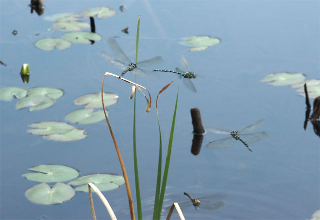 オオルリボシヤンマ(2002　Dimage7Hi）