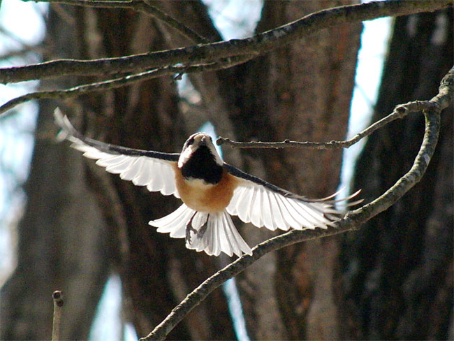 ヤマガラの飛翔