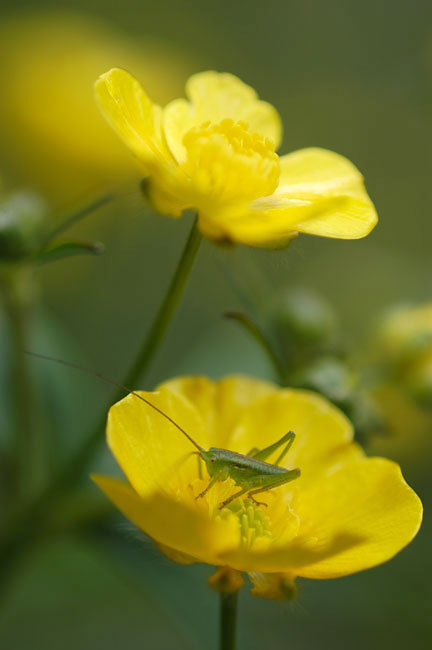 キンポウゲとヤブキリの幼虫（2003　NIKON　D100）