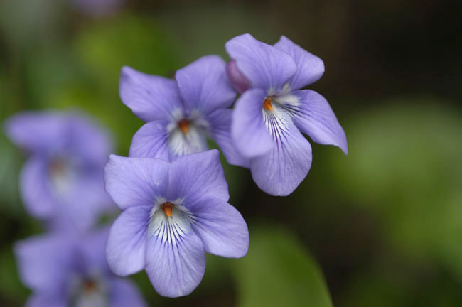 スミレ（2003　NIKON　D100）