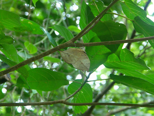 コノハチョウ2（2003　Dimage　A1）