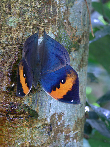 コノハチョウ1（2003　Dimage　A1）