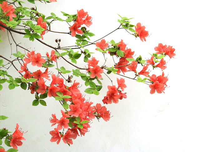 ツツジ（2003　E-20）