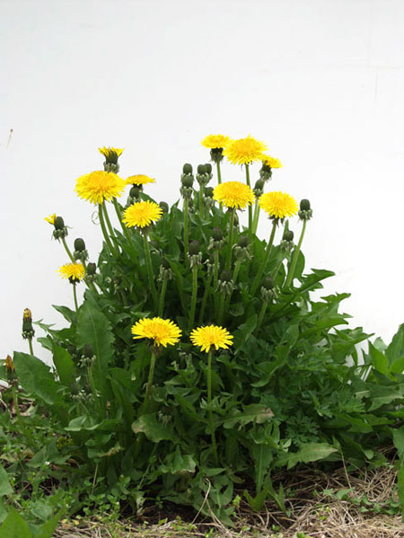 セイヨウタンポポ（2003　E-20）