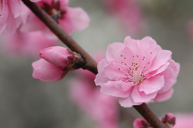 ハナモモ（2003　NIKON　D100）