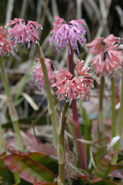 ショウジョウバカマ（2003　NIKON　D100）