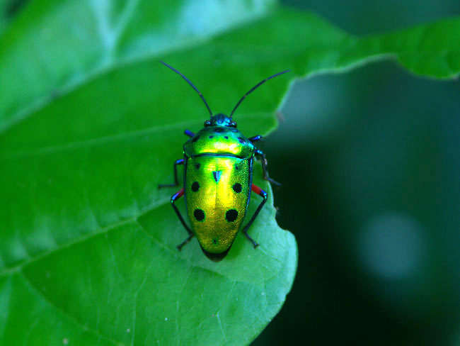 ナナホシキンカメムシ（2003　Dimage　A1）