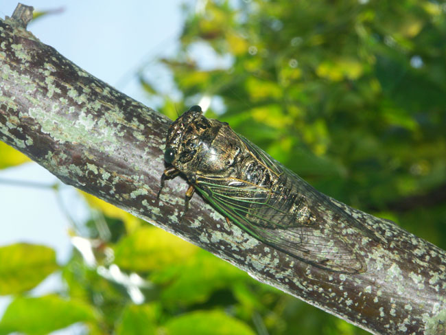 クマゼミ（2003　Dimage　A1）