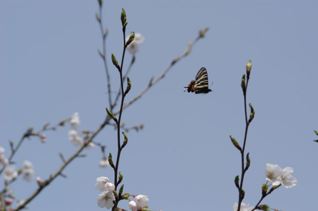 ギフチョウ（2003　D100)