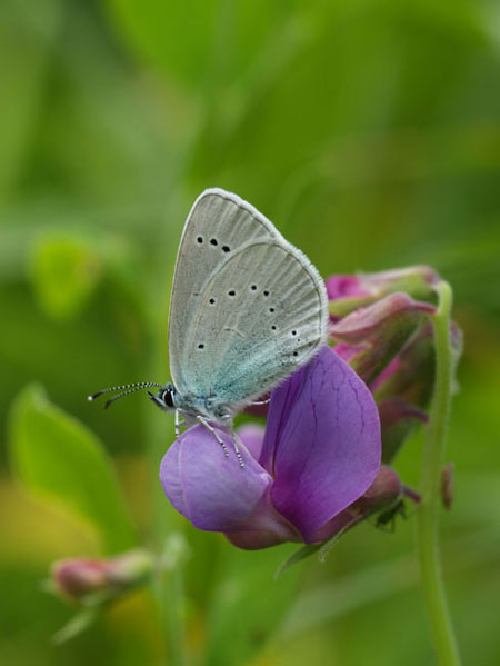 カバイロシジミ（2003　E-1)