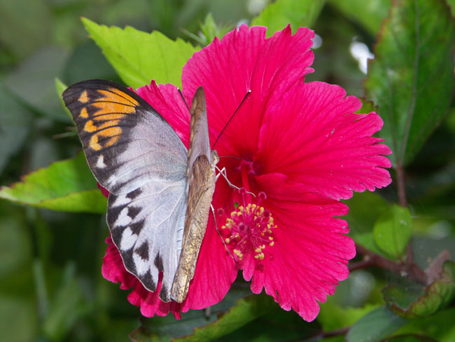 ツマベニチョウ（2003　Dimage　A1）