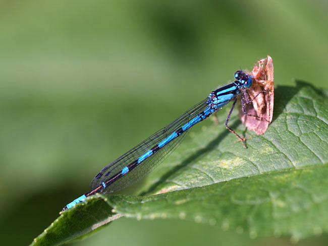 ルリイトトンボ（2003　E-1）