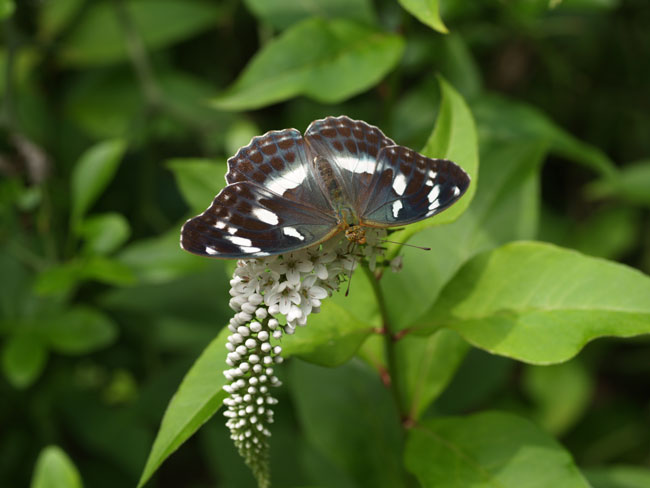 メスグロヒョウモン（2003　E-1) 