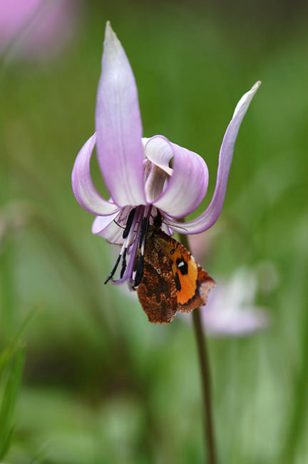 イカリモンガ（2003　D100）