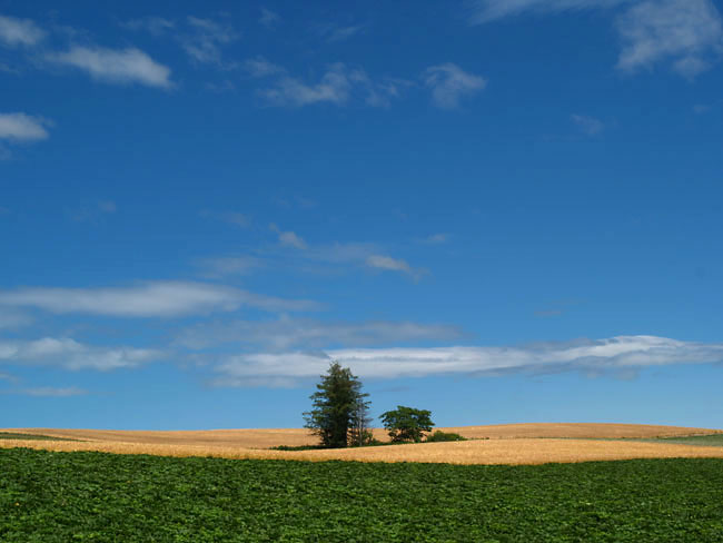 日本チョウ類保全協会