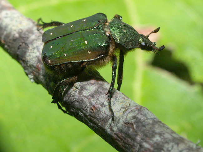 アオアシナガハナムグリ（E-1　北海道2003）