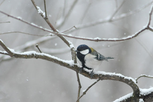 雪の日のシジュウカラ