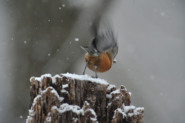 飛び立つヤマガラ