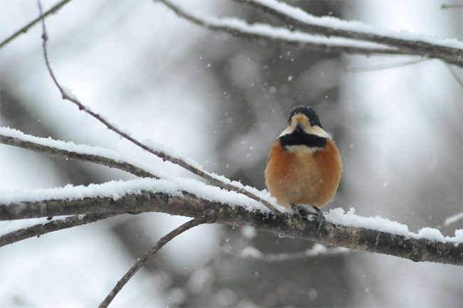 雪の日のヤマガラ