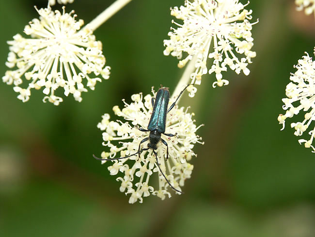 ルリハナカミキリ（Dimage　A1　　2003）