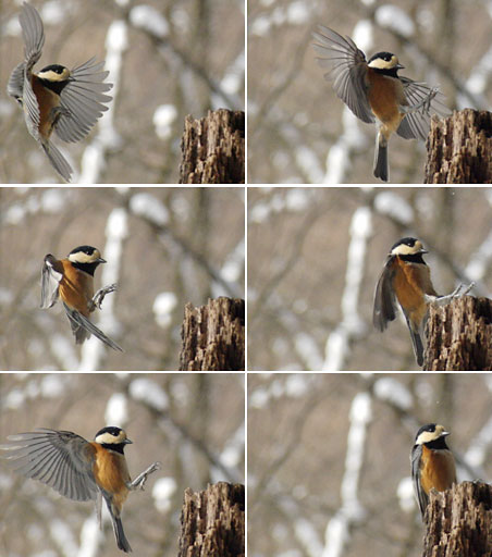 ヤマガラの着地
