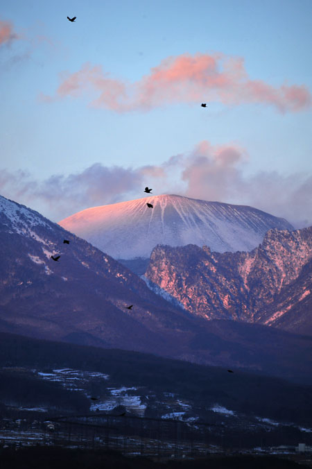 ねぐらに急ぐカラス