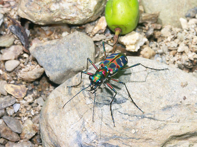 オキナワハンミョウ（2003　Dimage A1)