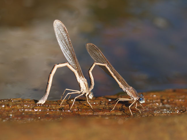 オツネントンボの産卵（2003　E-1）