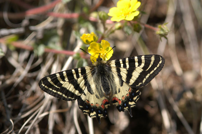 ヒメギフチョウ（2003　D100)