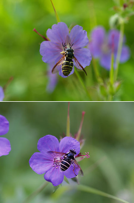ハチに似たヒゲナガハナアブ