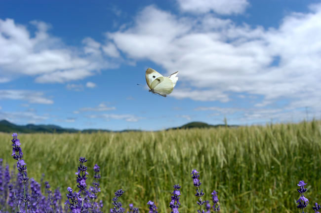 モンシロチョウ（2003  D100）