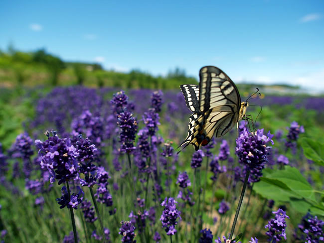 キアゲハ（2003  E-1)