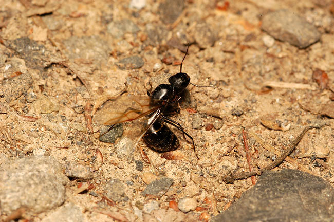 翅を落とすクロオオアリの女王（2003　D100）