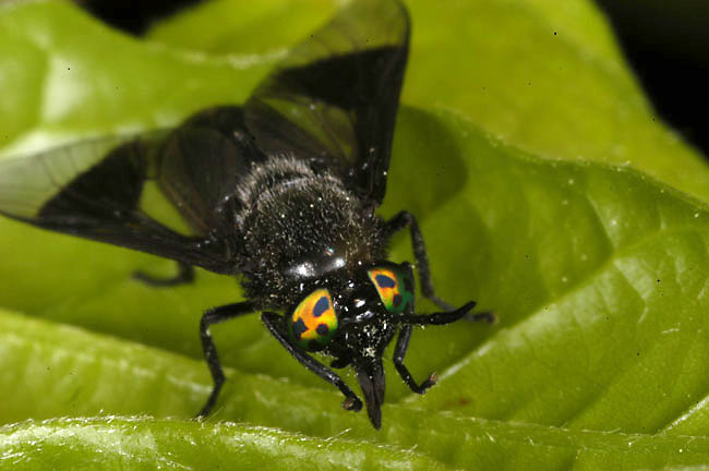 いやなアブ（2003　D100）