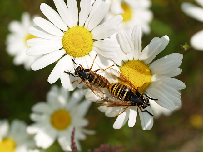 スズメバチに似たナガハナアブ（2003  E-1)