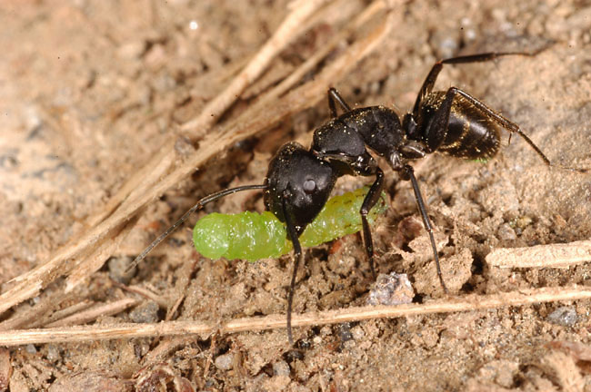 イモムシを運ぶクロオオアリ(2003　D100）