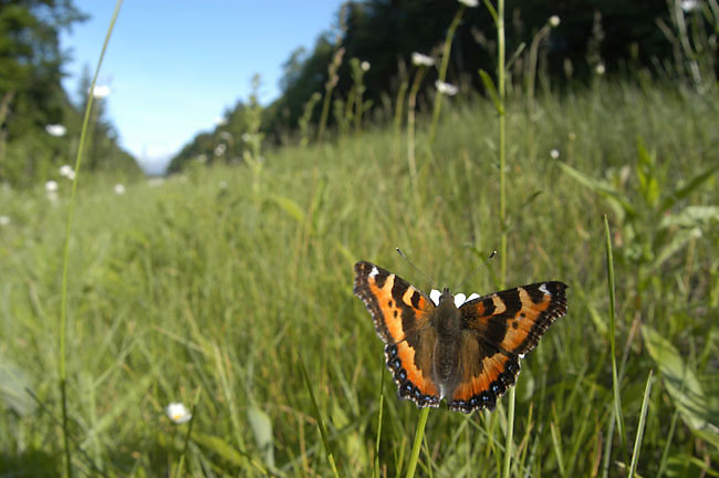 コヒオドシ(2003　D100）