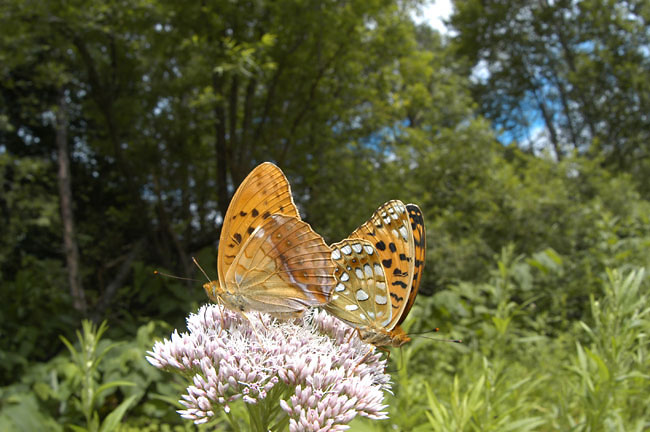 ウラギンヒョウモンとメスグロヒョウモン(2003　D100）