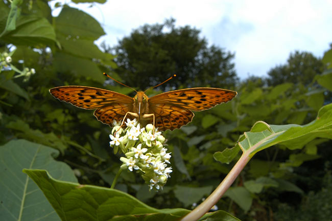 イケマの花に来たメスグロヒョウモン(2003　D100 ）