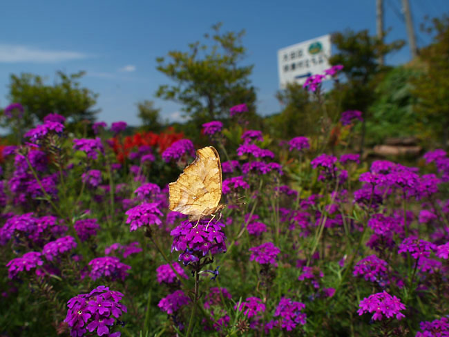 キタテハ（2003 E-1)