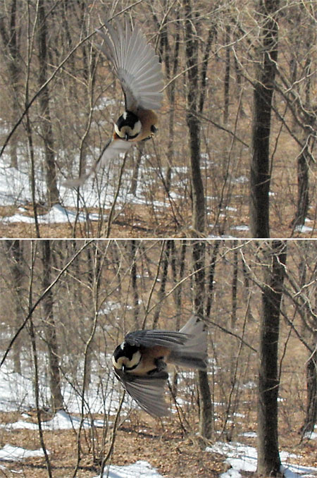 ヤマガラの飛翔（EXILIM PRO EX-F1）