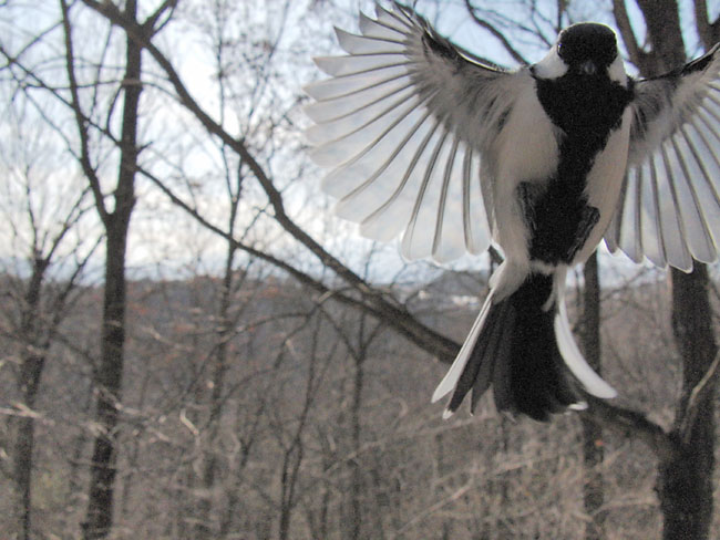 シジュウカラの飛翔（EXILIM PRO EX-F1）