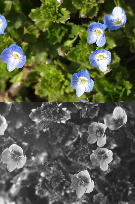 オオイヌノフグリの紫外線写真