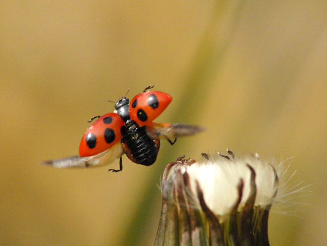 ナナホシテントウの飛翔（EXILIM PRO EX-F1）