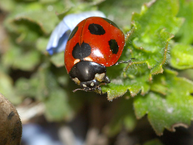 ナナホシテントウ