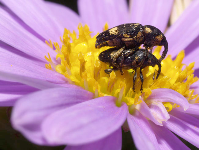 シラホシヒメゾウムシ（2003 E-1)