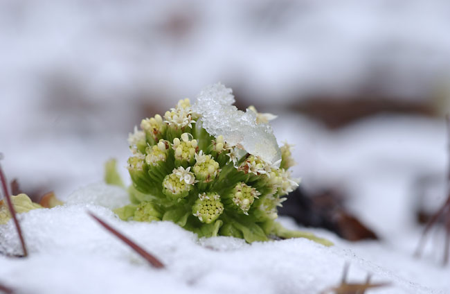 フキノトウ(2003　D1X）