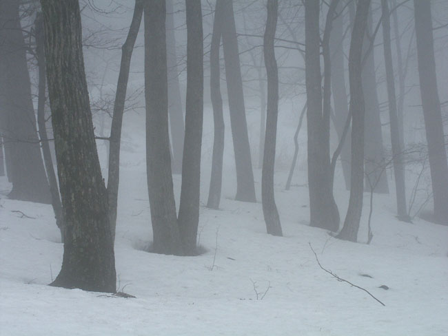 霧の林（2003　Dimage7i）