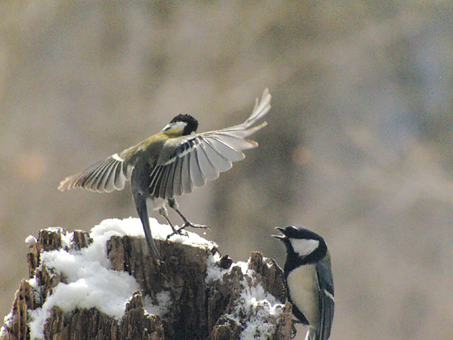 シジュウカラの喧嘩